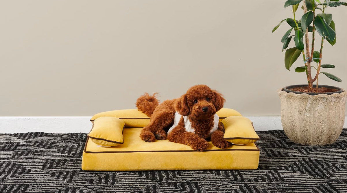 Made for the dog. Designed for the house.